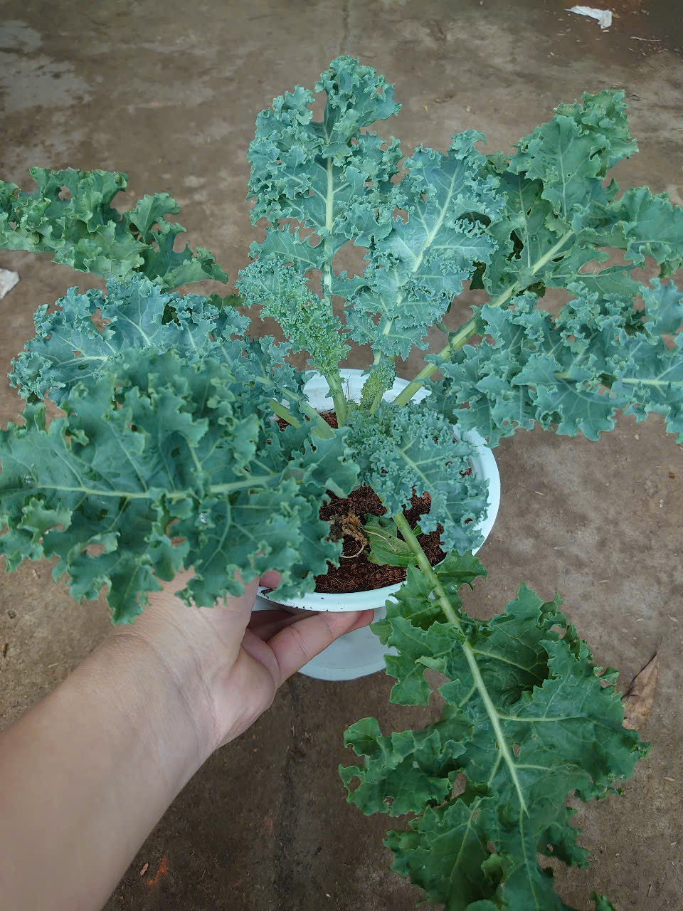 Cây Cải Kale