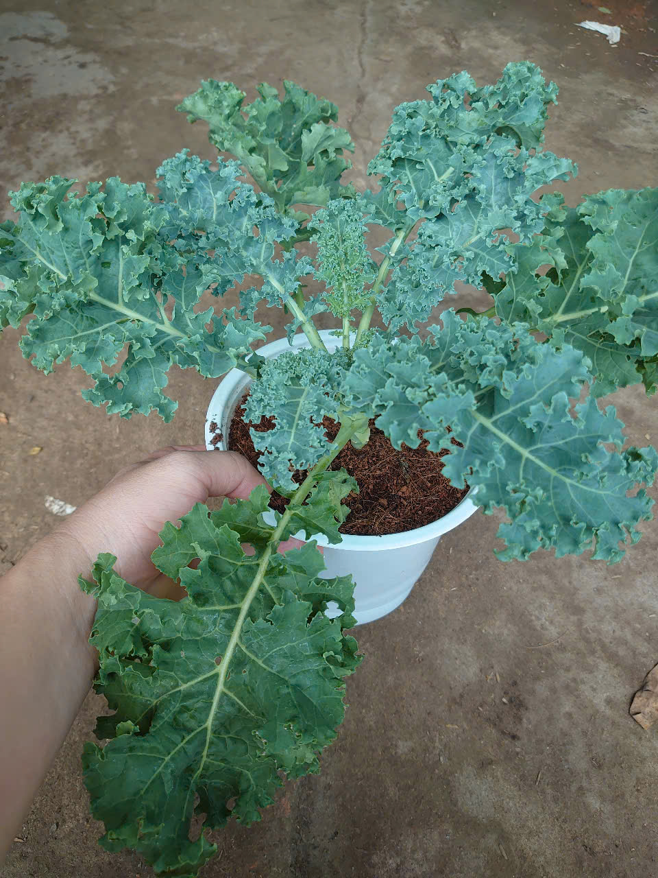 Cây Cải Kale