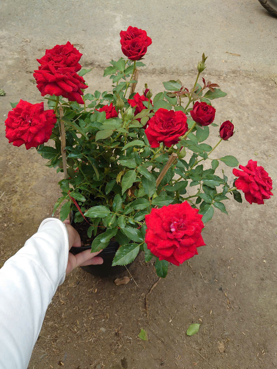 Cây Hồng Tỉ Muội Siêu Bông