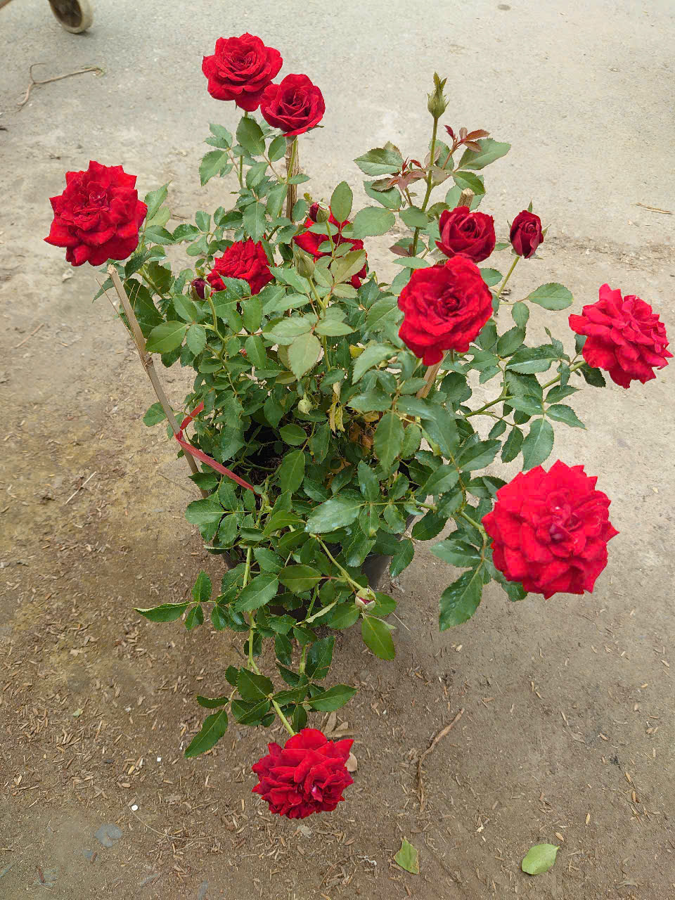 Cây Hồng Tỉ Muội Siêu Bông