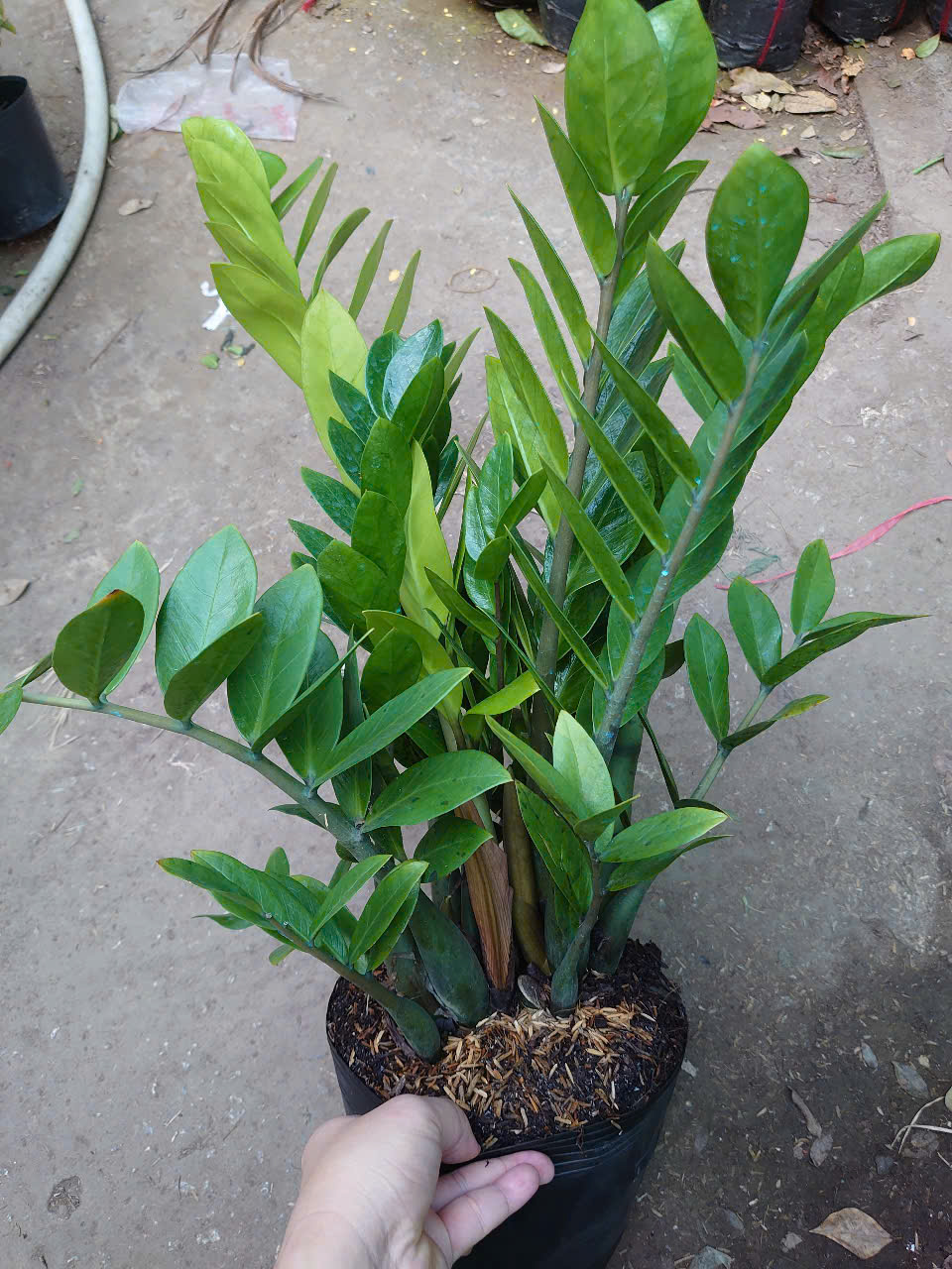 Cây Kim Tiền (Size Trung)