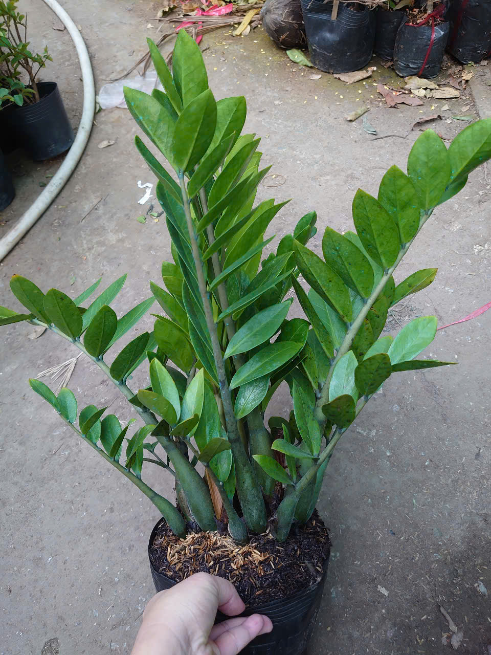 Cây Kim Tiền (Size Trung)