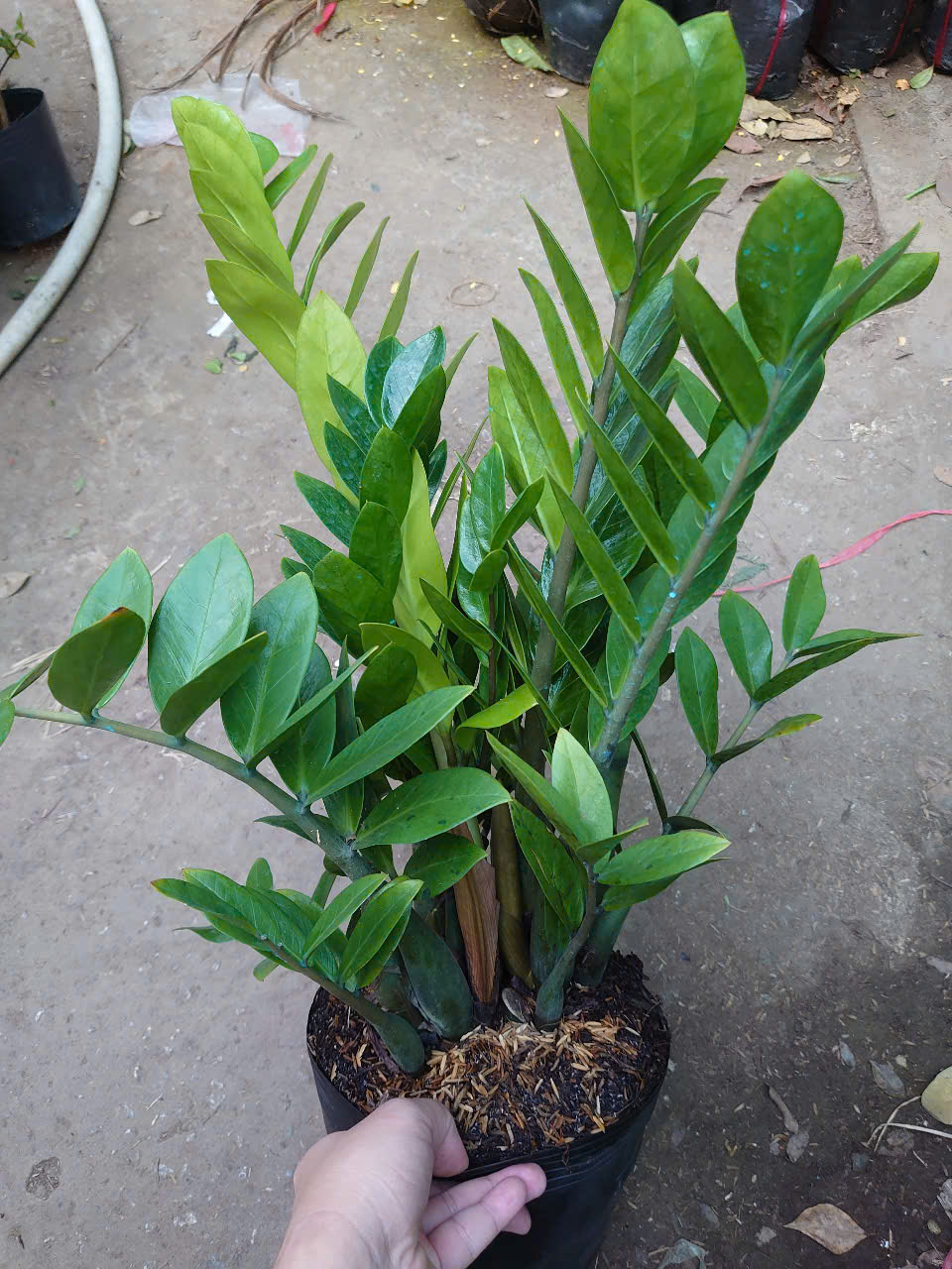 Cây Kim Tiền (Size Trung)