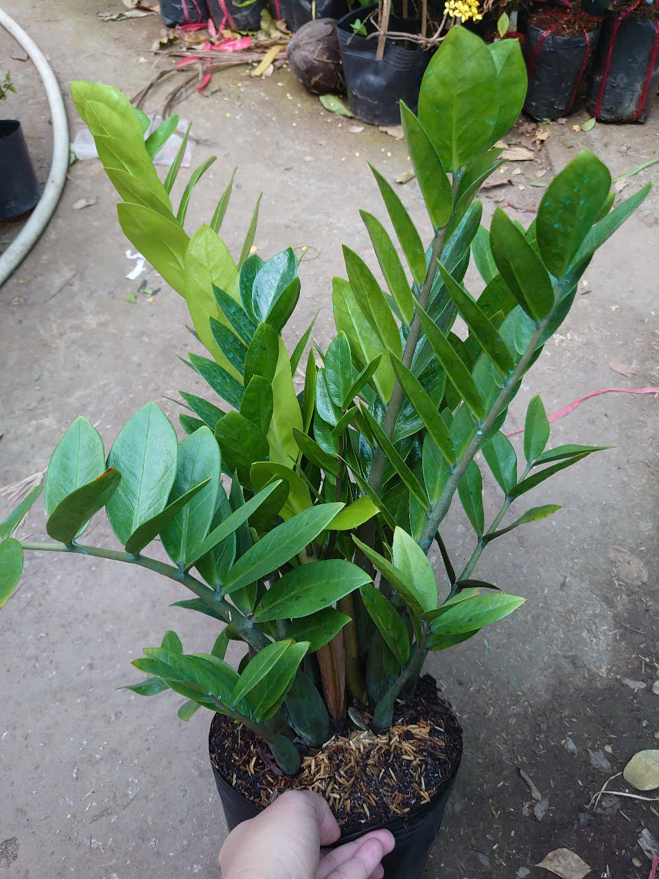Cây Kim Tiền (Size Trung)