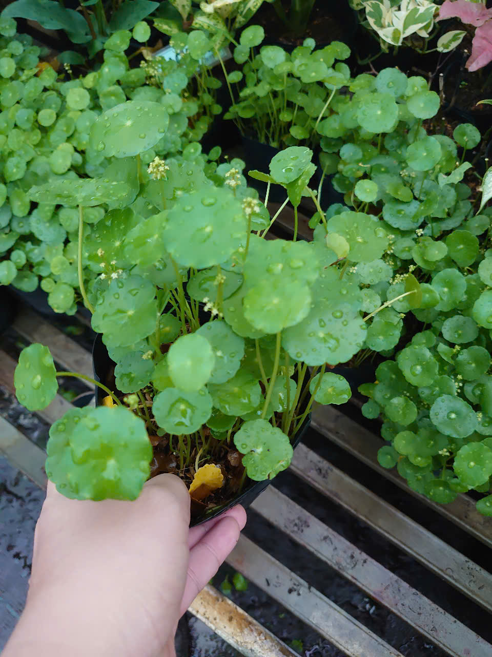 Cây Rau Má Nhật