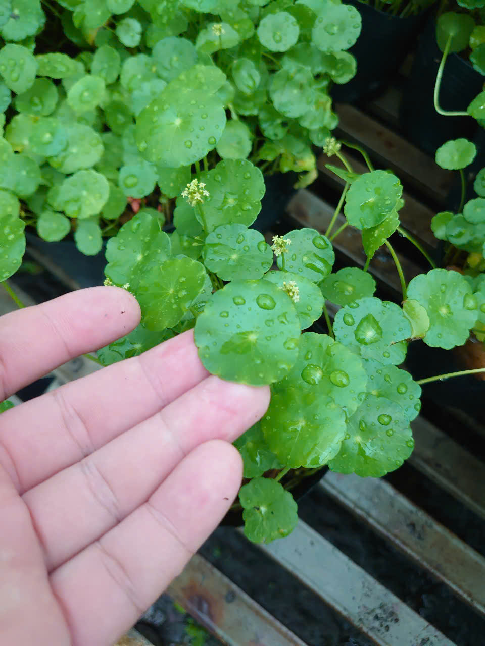 Cây Rau Má Nhật