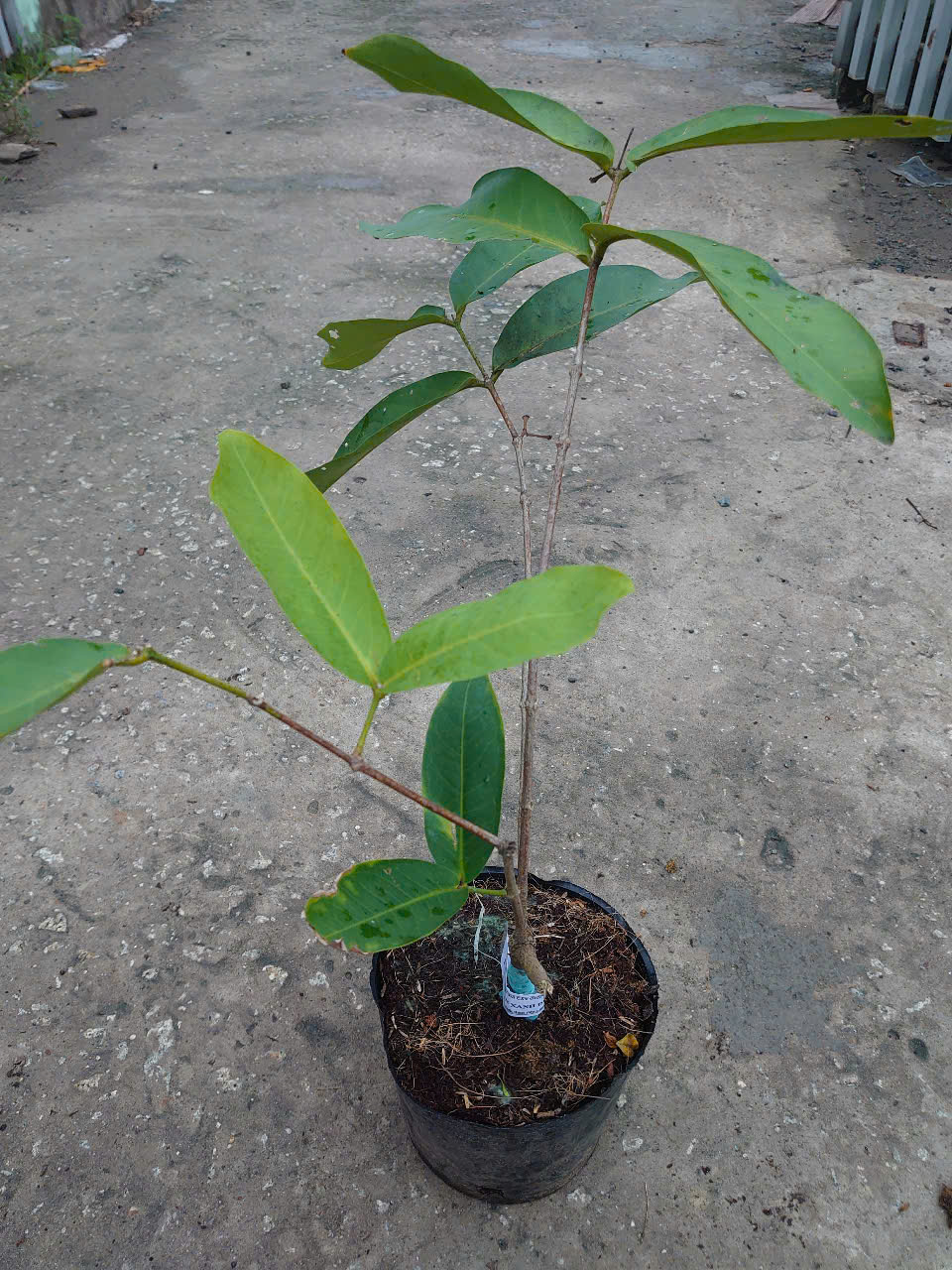 Cây Mận Xanh Đường