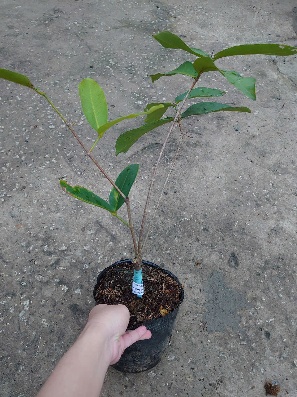 Cây Mận Xanh Đường