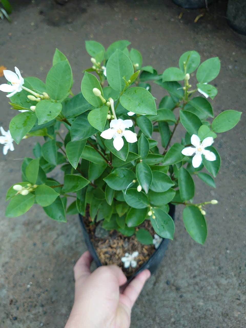 Cây Mai Chỉ Thiên