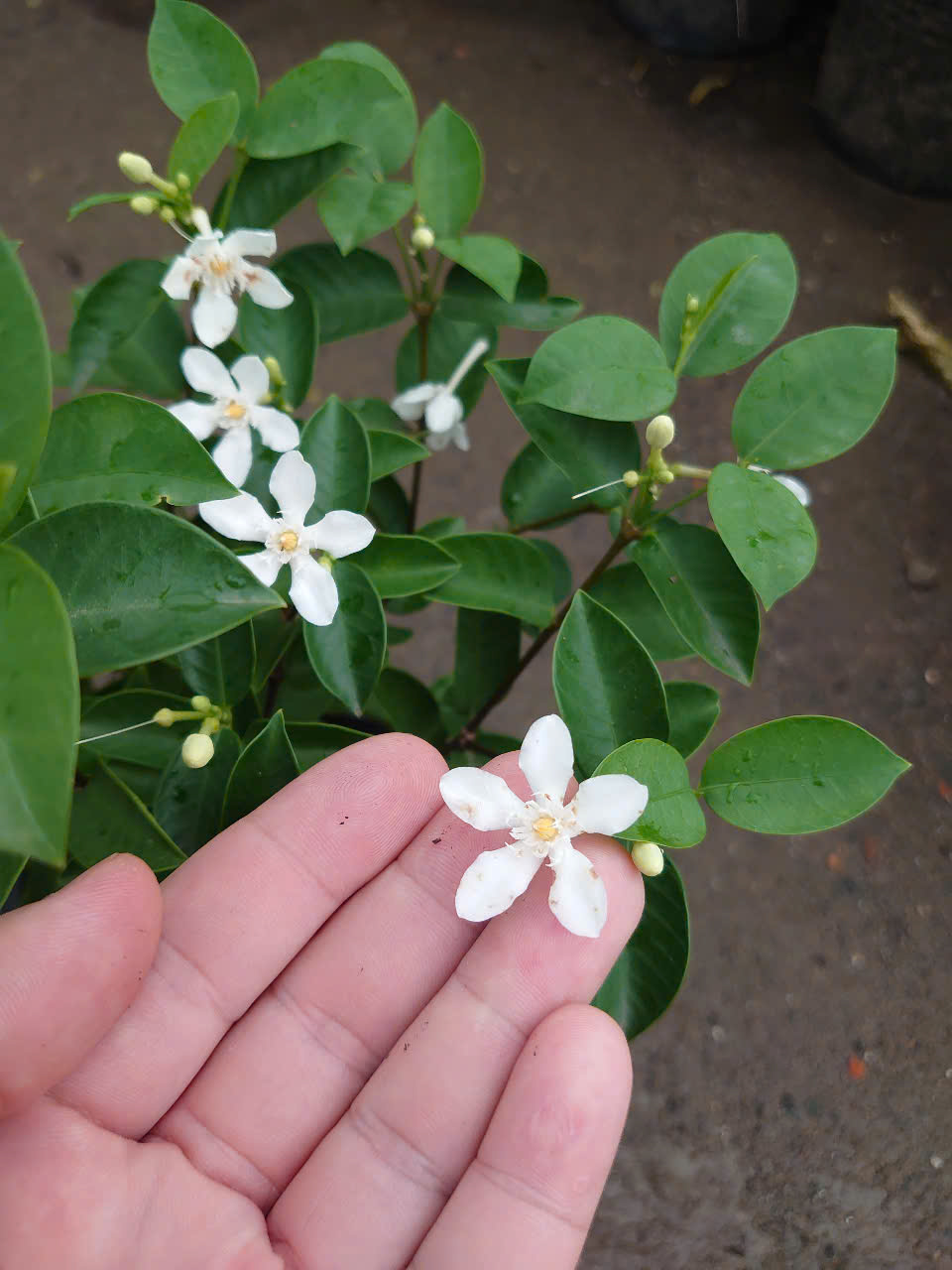Cây Mai Chỉ Thiên