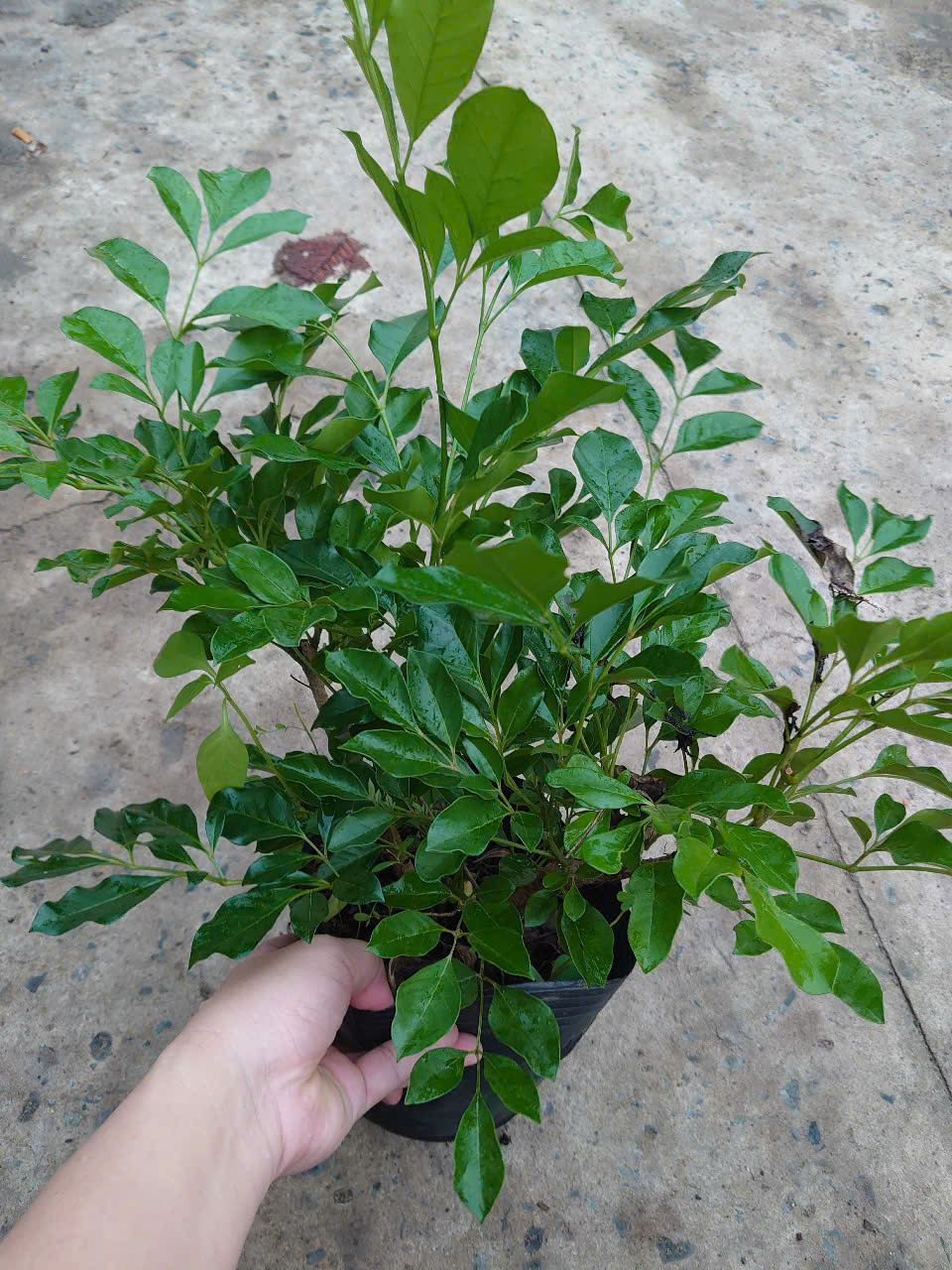 Cây Nguyệt Quế Lá Lớn