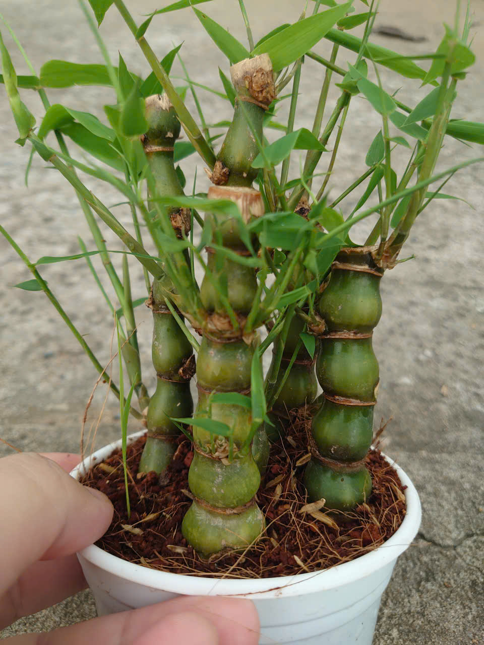 Cây Trúc Đùi Ếch