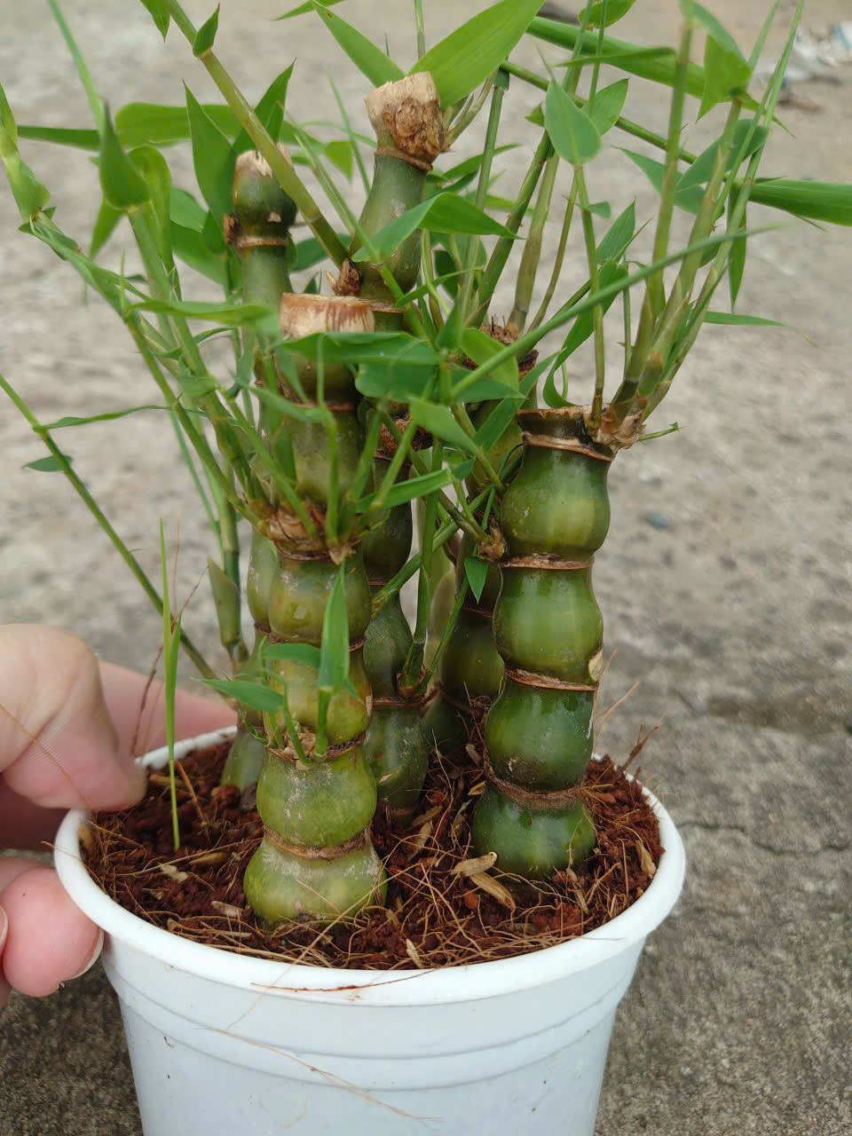 Cây Trúc Đùi Ếch