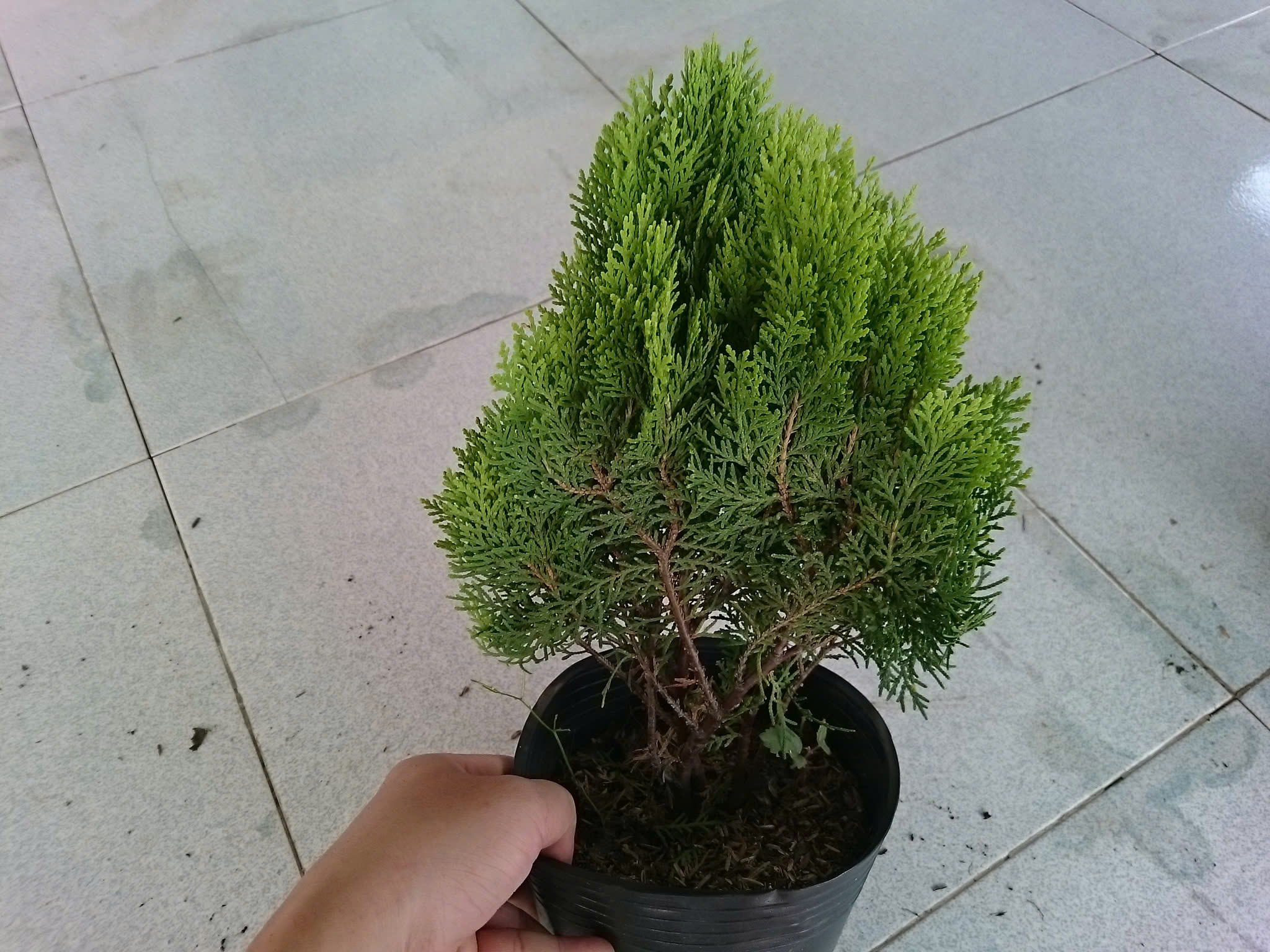 Cây Trắc Bách Diệp