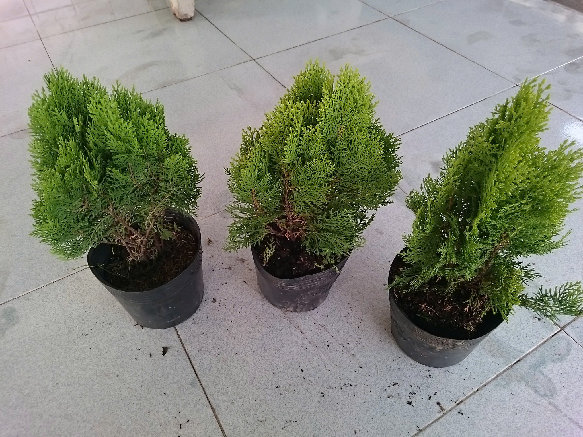 Cây Trắc Bách Diệp