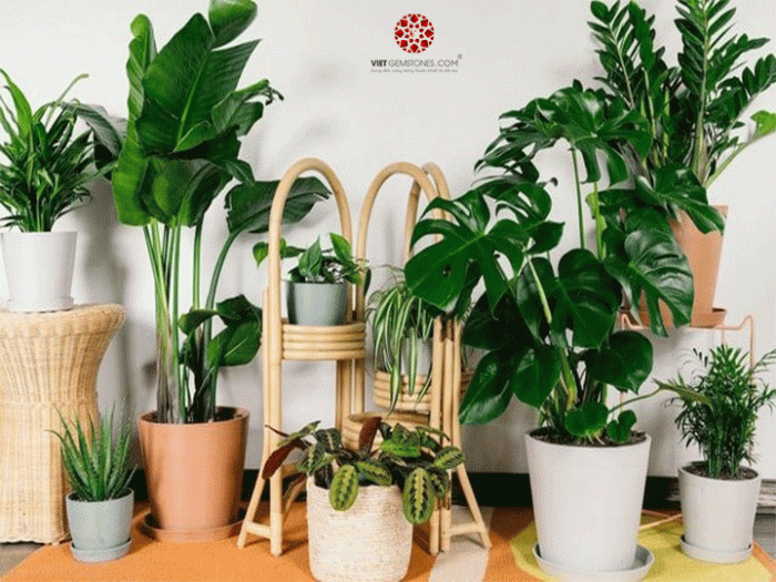 Cây cảnh - bí quyết hóa giải phong thủy, bảo vệ gia đình