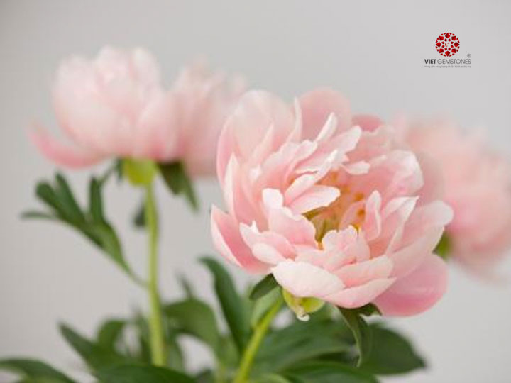 Hoa Mẫu đơn – biểu tượng của sắc đẹp quý phái