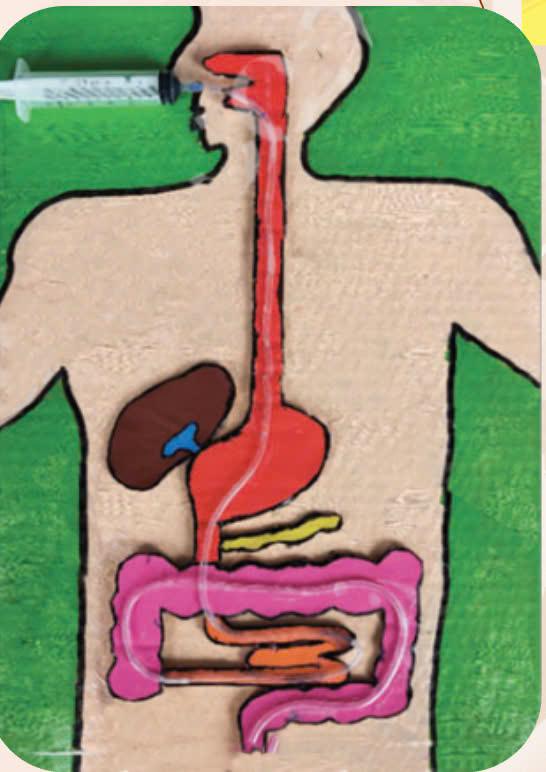 Mô hình các bộ phận của cây – Học liệu thực hành STEM