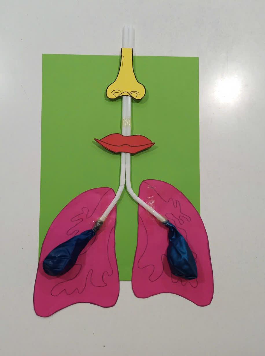 Mô hình hệ hô hấp – Học liệu thực hành STEM