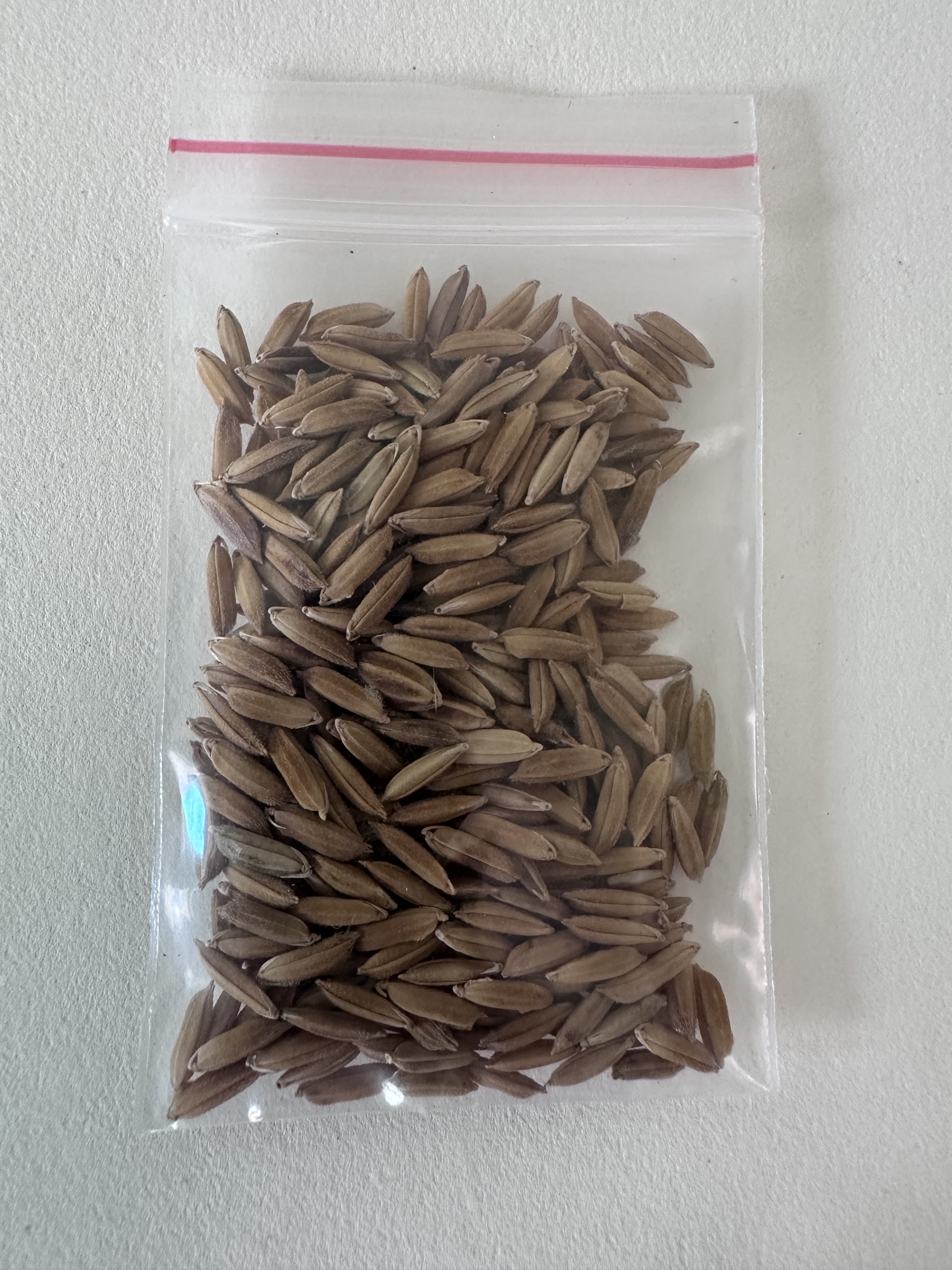 Hạt thóc thần tốc – Hạt giống trải nghiệm STEM