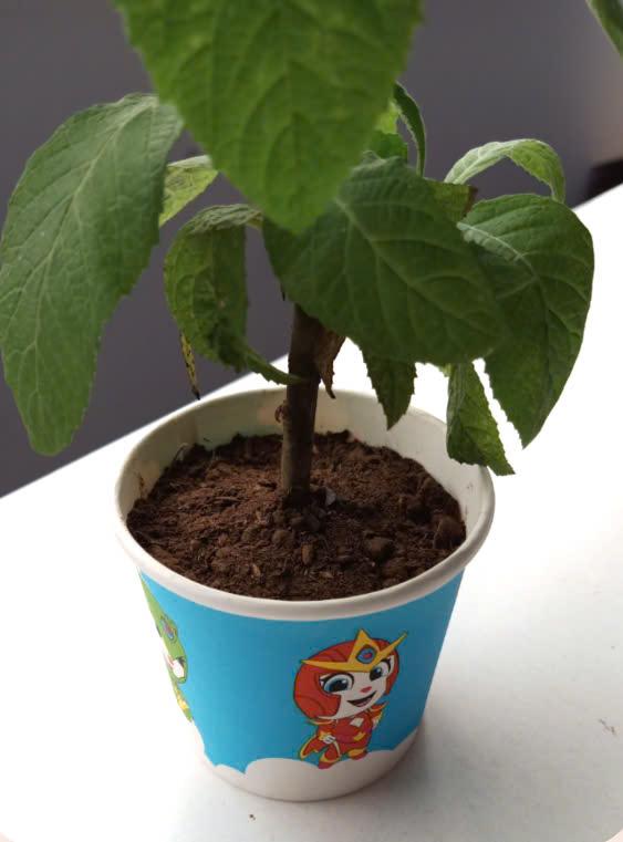 Chậu cây cảnh mini – Học liệu thực hành STEM