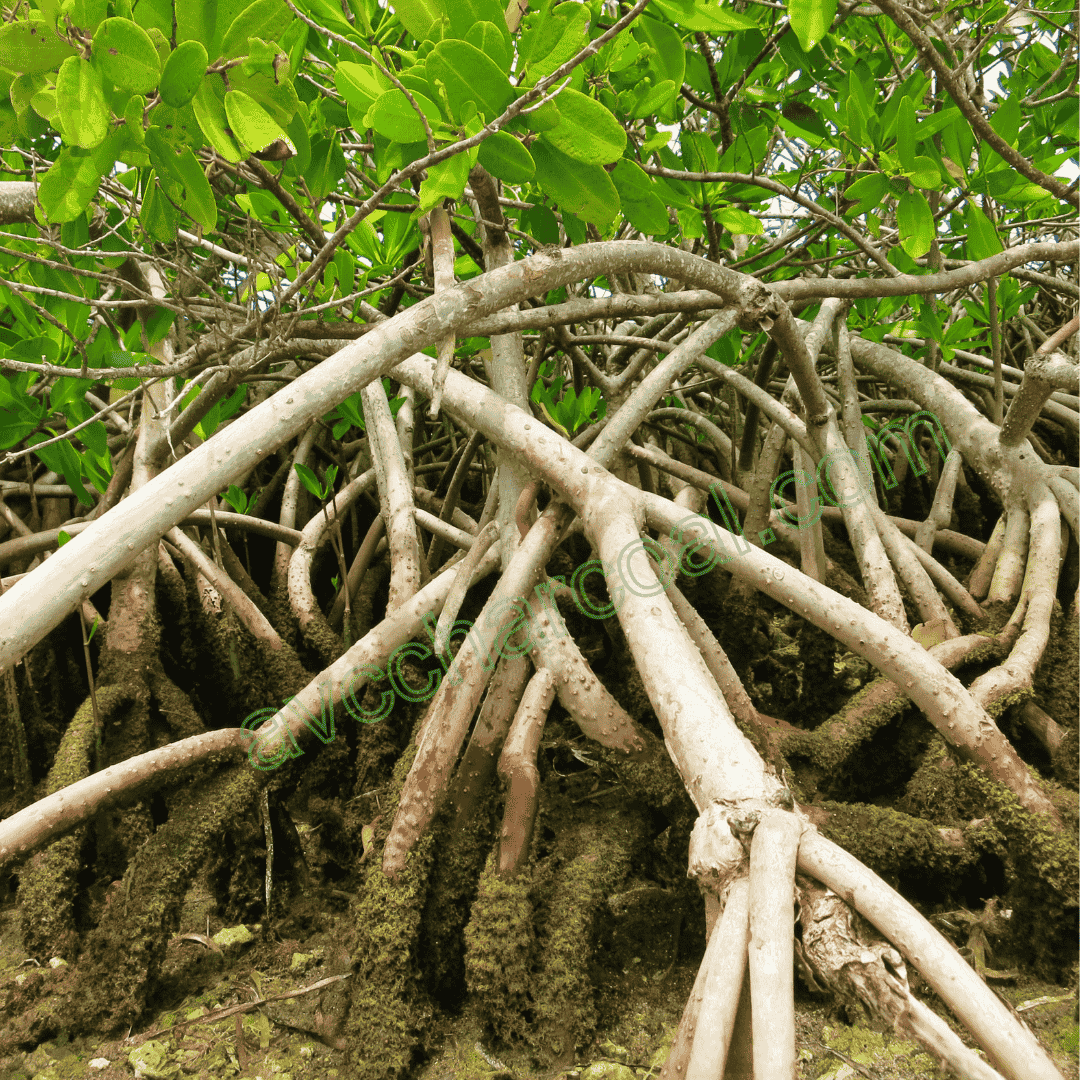 Mangrove Charcoal