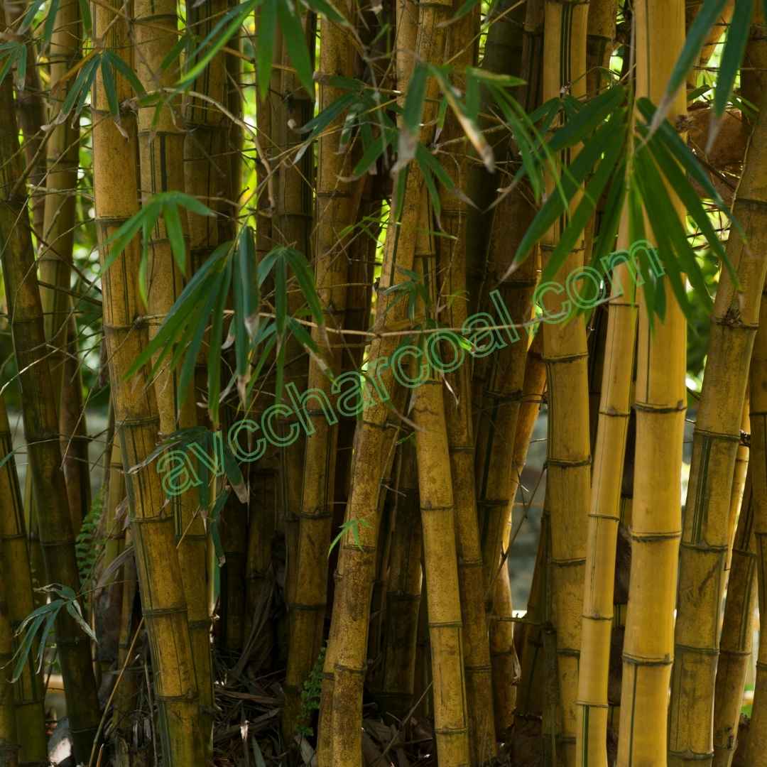 Natural Bamboo Charcoal