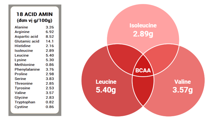 asn cordy protein 80 +
