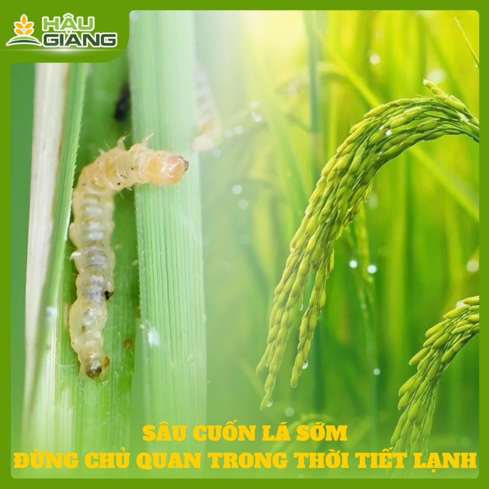 Sâu Cuốn Lá - Đừng Chủ Quan Trong Thời Tiết Lạnh