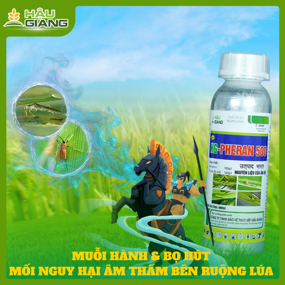 Muỗi Hành Bọ Hút, Mối Nguy Âm Thầm Trên Ruộng Lúa Giai Đoạn Mạ .