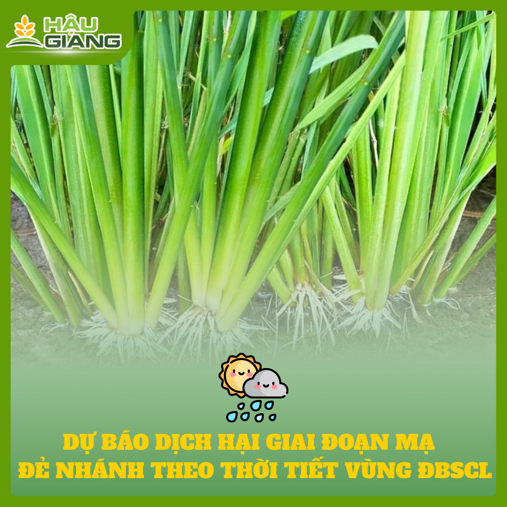Dự Báo Dịch Hại Giai Đoạn Cây Lúa Mạ ở ĐBSCL