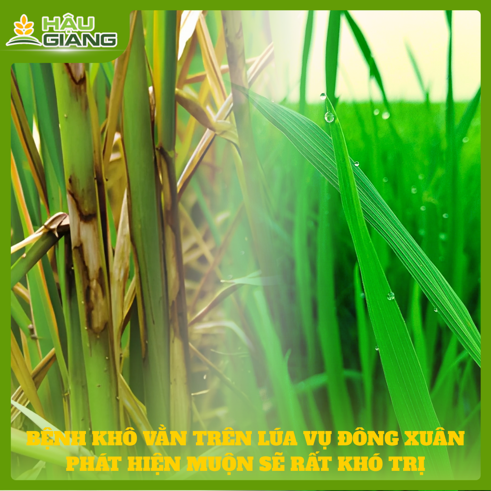 Bệnh Khô Vằn Trên Lúa Đông Xuân: Phát Hiện Muộn Sẽ Trị Rất Khó