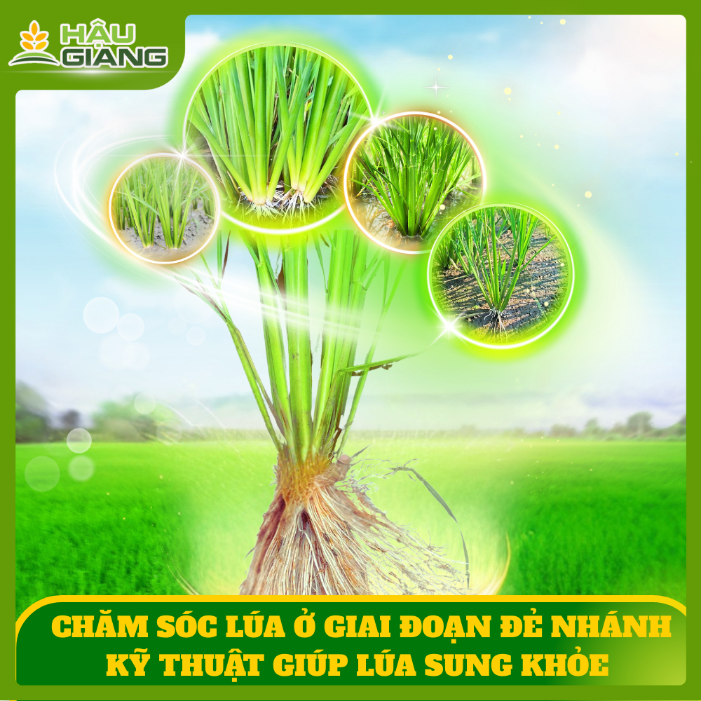 Kỹ Thuật Chăm Sóc Lúa Giai Đoạn Trổ