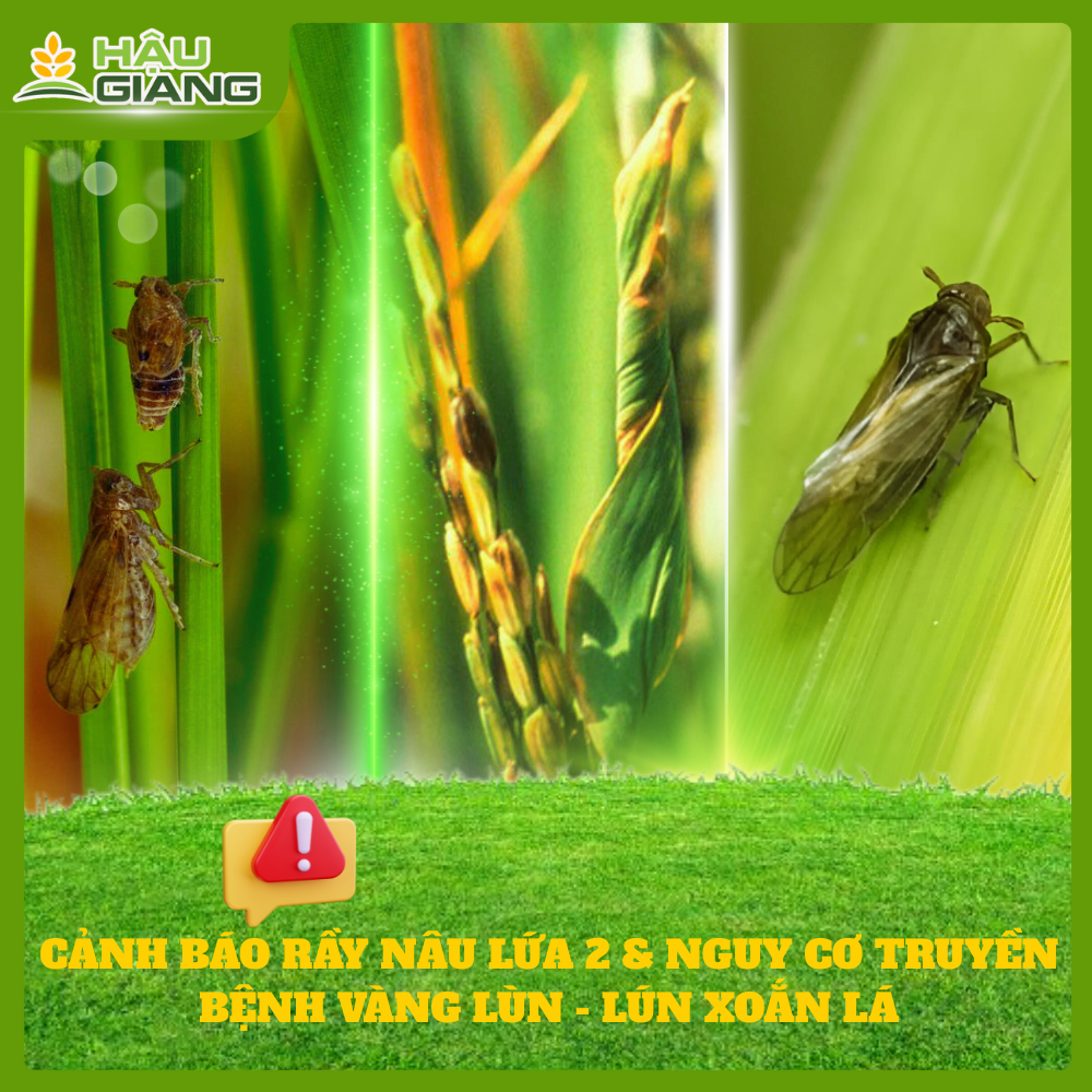 Cảnh Báo Rầy Nâu Lứa Hai Và Nguy Cơ Truyền Bệnh Vàng Lùn - Lùn Xoắn Lá