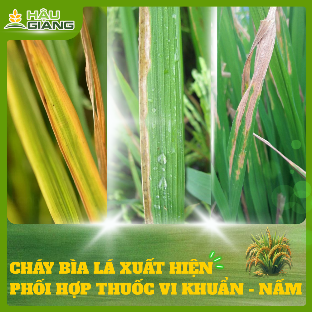 Cháy Bìa Lá Xuất Hiện Sớm: Giải Pháp Thuốc Phối Hợp Vi Khuẩn Và Nấm
