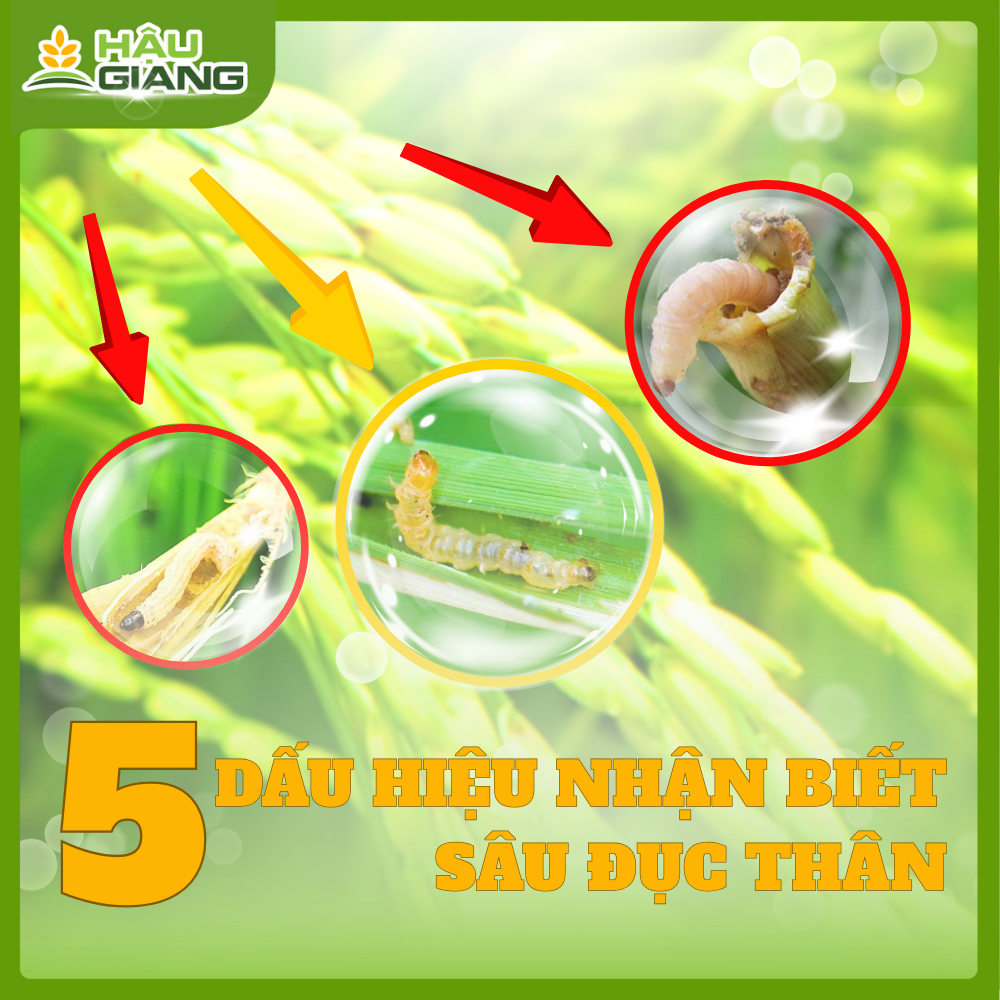 Dấu Hiệu Nhận Biết Sâu Đục Thân Và Cách Phòng Trị