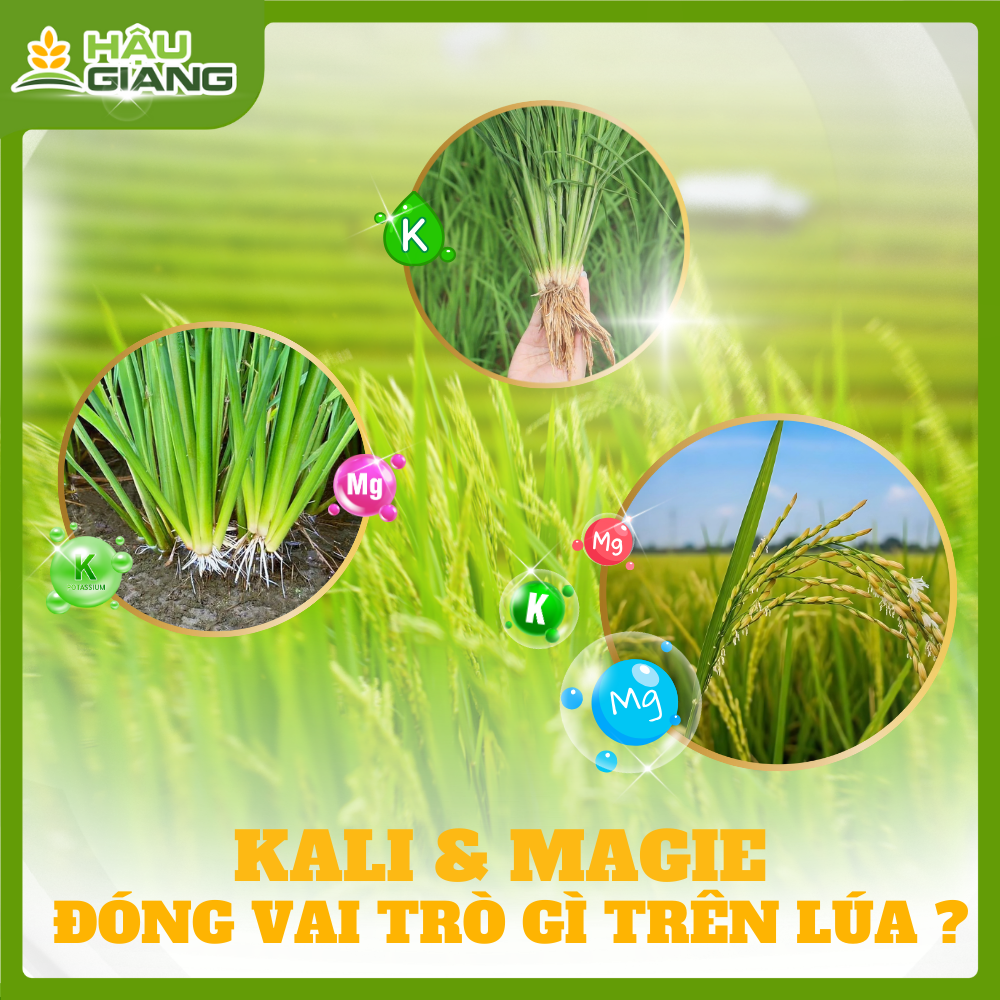 Vai Trò Của Kali Và Magie Trong Giai Đoạn Lúa Trổ