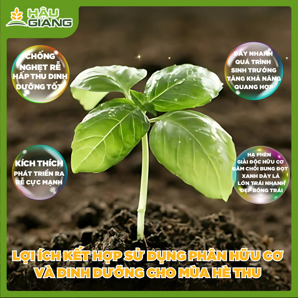 Lợi Ích Sử Dụng Kết Hợp Phân Hữu Cơ Và Humic Trong Mùa Hè Thu