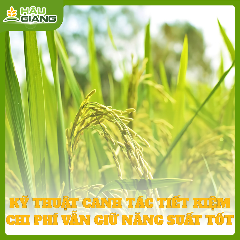 Tiết Kiệm Chi Phí - Chìa Khóa Vàng Cho Vụ Hè Thu 2025