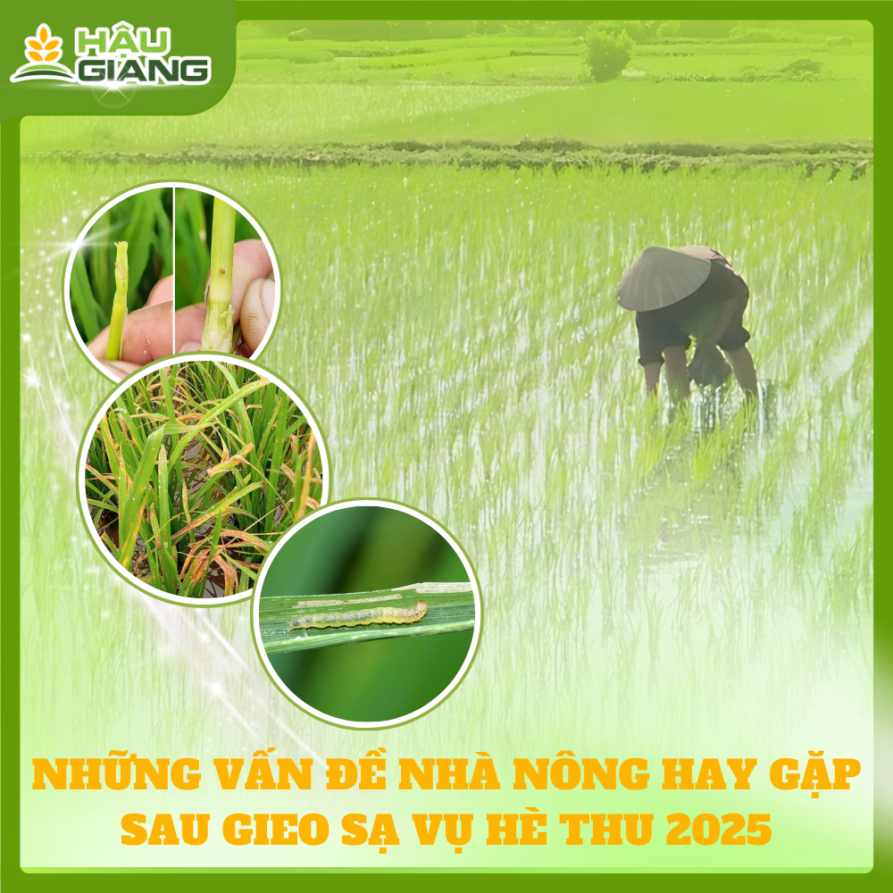 Những Vấn Đề Bà Con Thường Gặp Nhất Đầu Vụ Hè Thu
