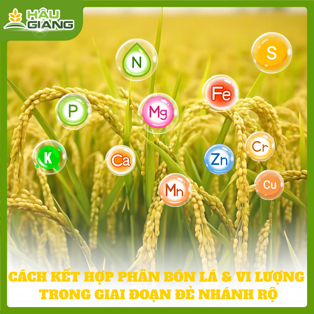 Cách Kết Hợp Vi Lượng Và Phân Bón Lá Trong Giai Đoạn Đẻ Nhánh