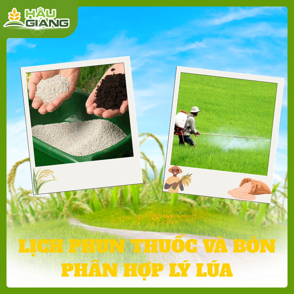 Lịch Phun Thuốc Giai Đoạn Làm Đồng, Đồng Trổ