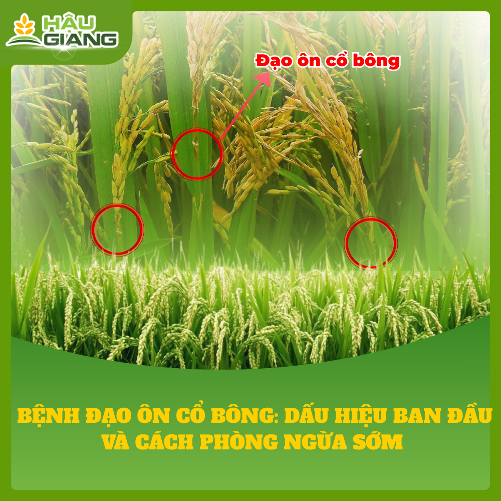 Bệnh Đạo Ôn Cổ Bông: Dấu Hiệu Ban Đầu Và Cách Phòng Ngừa Sớm