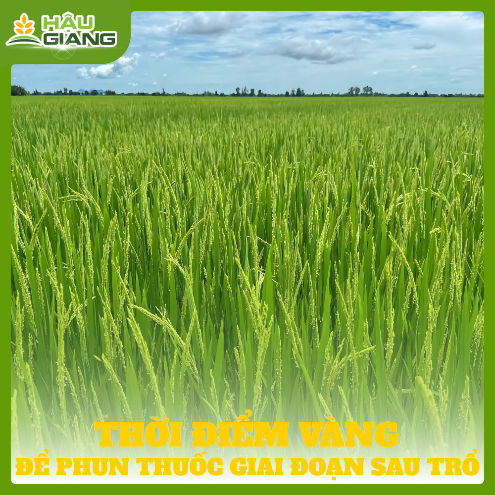 Phun Thuốc Sau Trổ Đúng Thời Điểm Tránh Gây Lem Lép Hạt