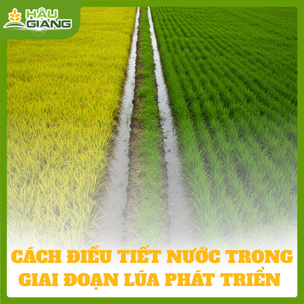 Kỹ Thuật Giữ Nước Làm Khô Ruộng Giai Đoạn Lúa Trổ