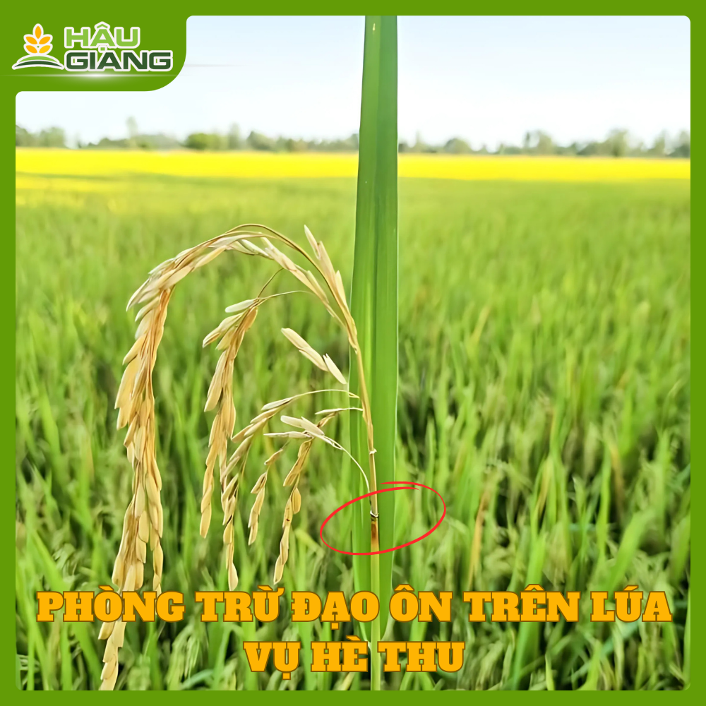 Phòng Trị Đạo Ôn Trên Lúa Vụ Hè Thu