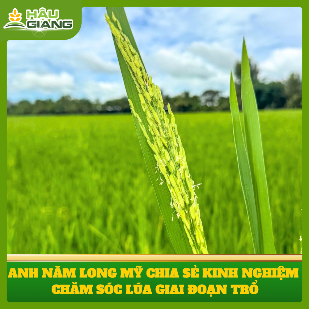 Chia Sẻ Kinh Nghiệm Chăm Sóc Lúa Giai Đoạn Trổ