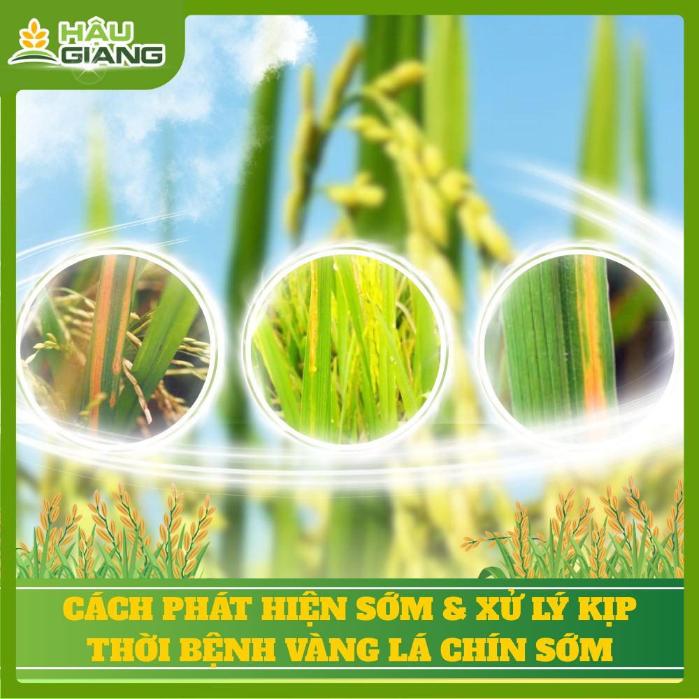 Cách Phát Hiện Vàng Lá Chín Sớm Và Cách Xử Lý