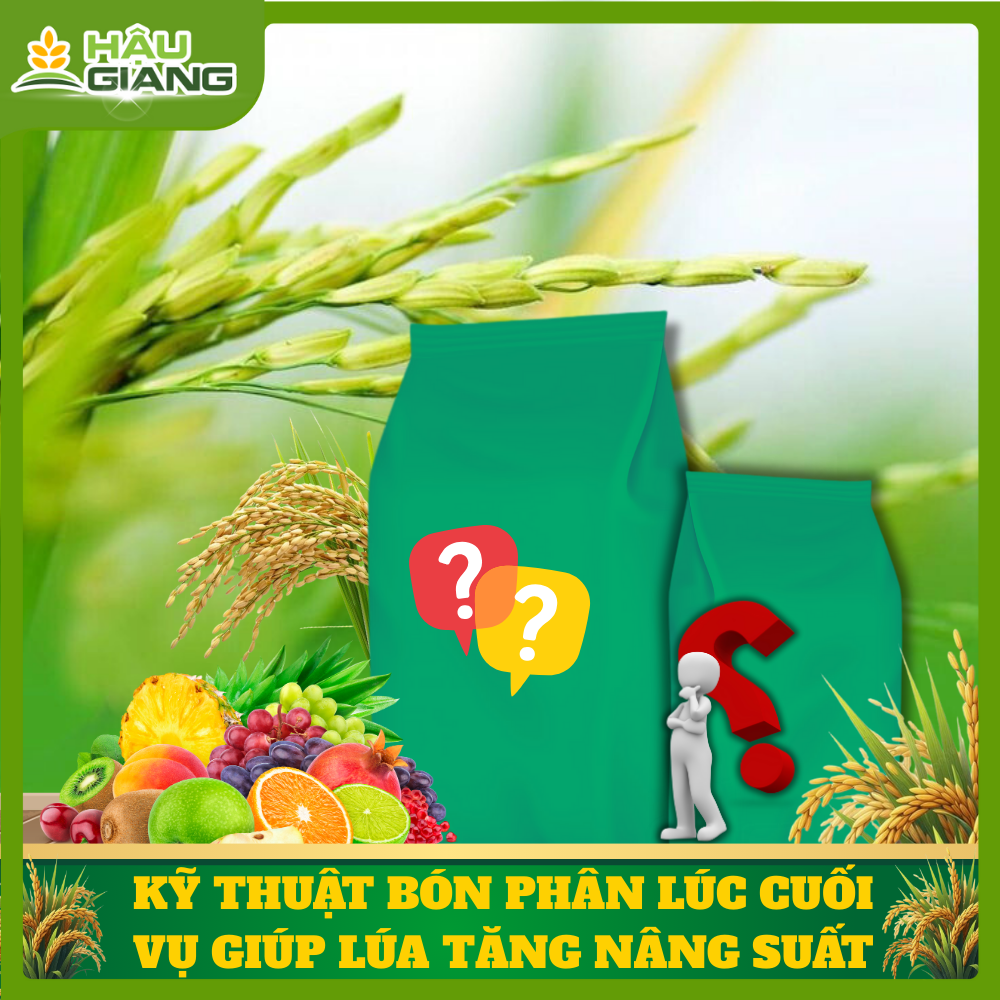 Kỹ Thuật Bón Phân Cuối Vụ Giúp Tăng Năng Suất