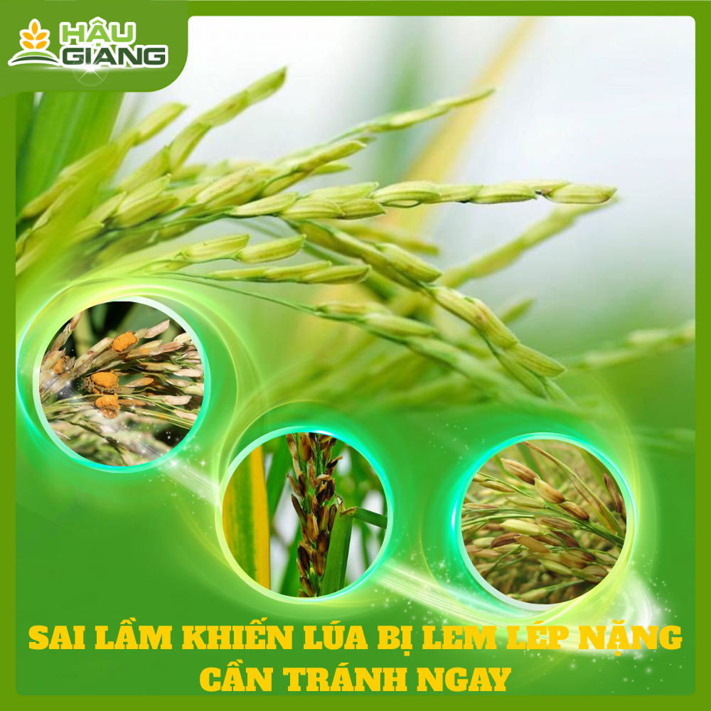 Sai Lầm Khiến Lúa Bị Lem Lép Hạt